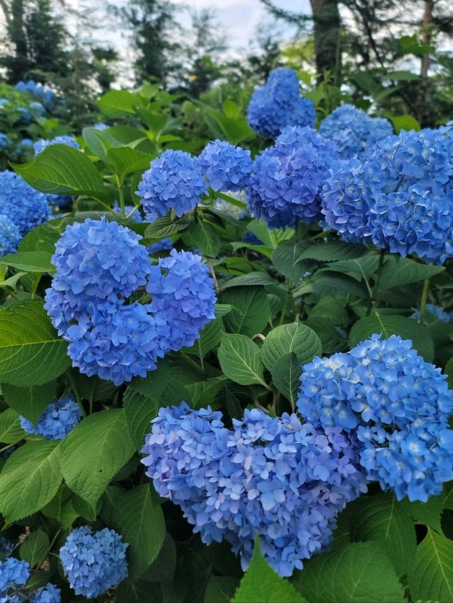 파란꽃길 걸으며 힐링하는 수국카페💙