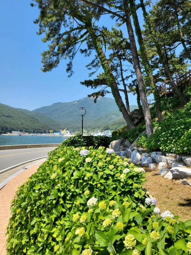 거제도 수국명소 저구항