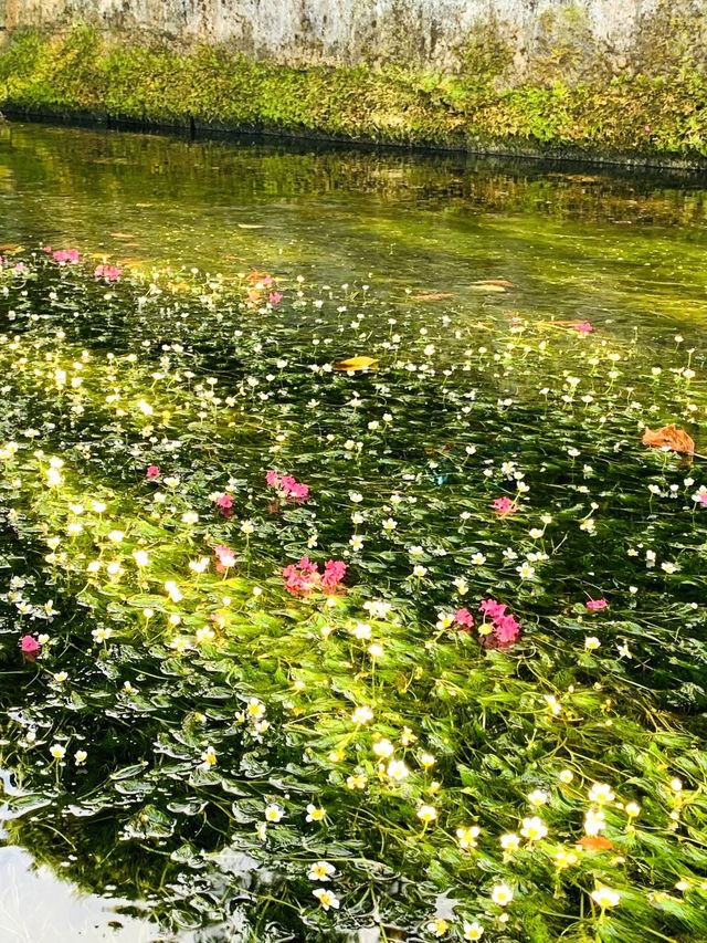 【滋賀】夏が見頃の水中の花「梅花藻」