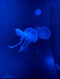 期間限定イベントあり🐬夏に涼みたくなるスポット💙京都水族館🐟