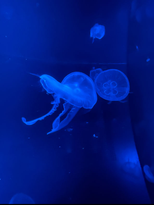 期間限定イベントあり🐬夏に涼みたくなるスポット💙京都水族館🐟