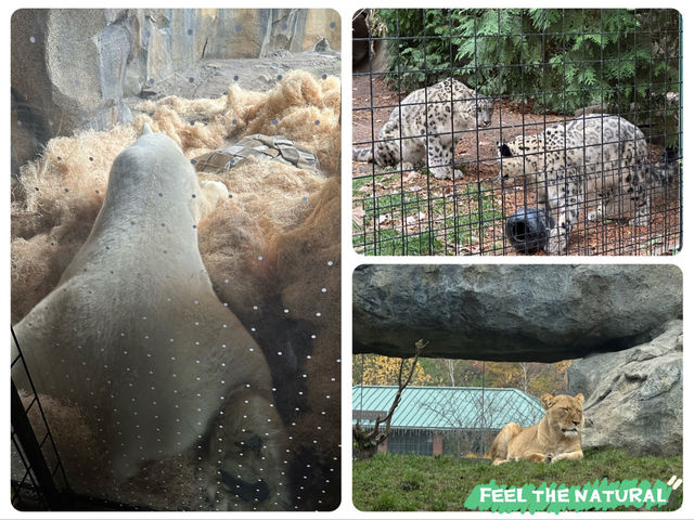 【美國🇺🇸芝加哥】☀️免費入場☀️林肯公園動物園，觀賞動物，適合全天遊玩