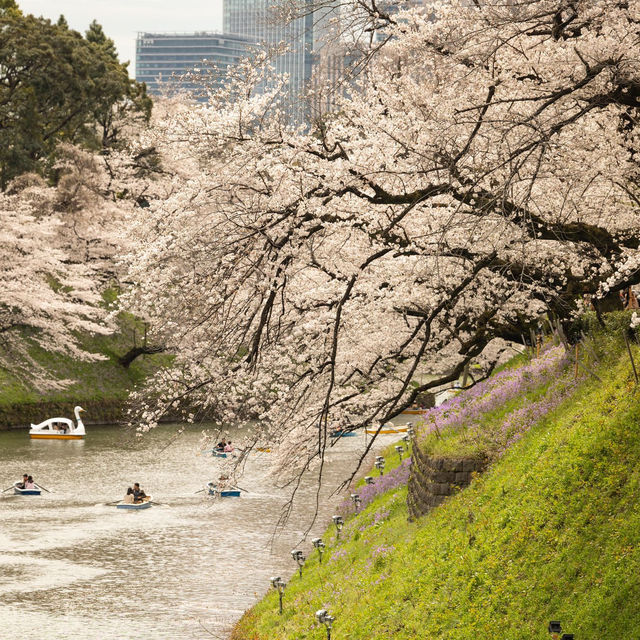 東京- 畫面最豐富的賞櫻地方