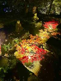 〜神奈川県〜関東の花寺、鎌倉長谷寺秋のライトアップ