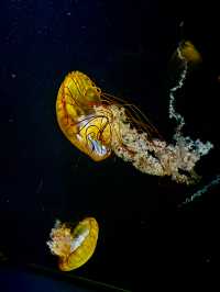 【日本東北】加茂水族館：世一水母水族館，深藍色水槽前夢幻打卡