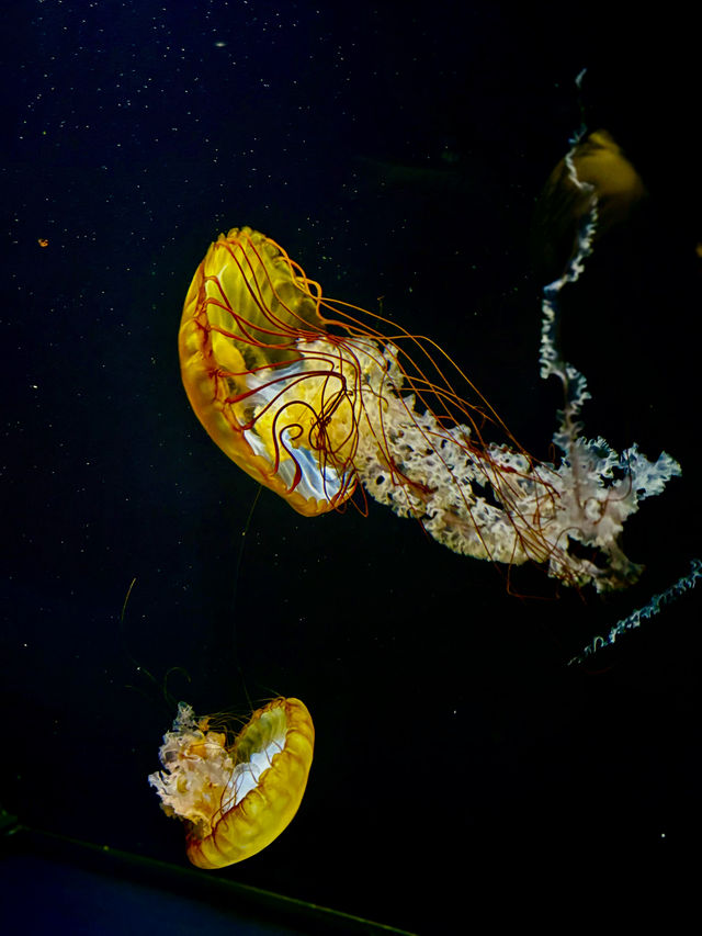 【日本東北】加茂水族館：世一水母水族館，深藍色水槽前夢幻打卡