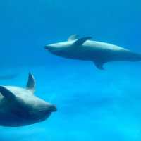 鹿兒島水族館-九州最大規模水族館，必看鯨鯊、水母與魔鬼魚