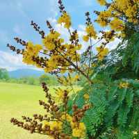 新加坡裕廊湖花園：熱帶仙境