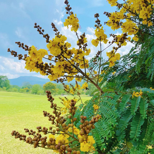 新加坡裕廊湖花園：熱帶仙境