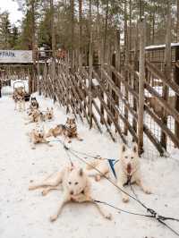 📍Arctic Circle Husky Park