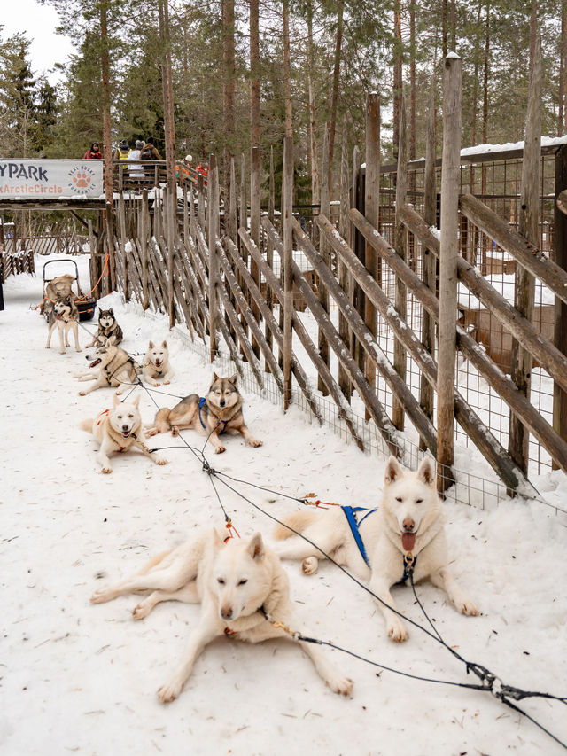 📍Arctic Circle Husky Park