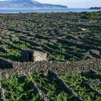 Vineyards & Breathtaking Nature