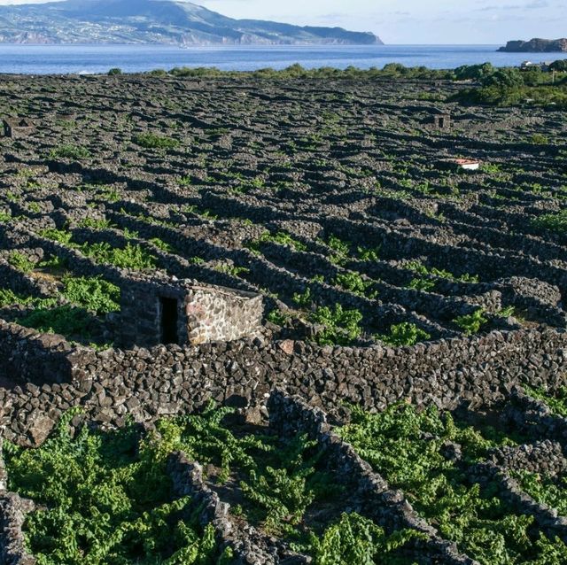 Vineyards & Breathtaking Nature