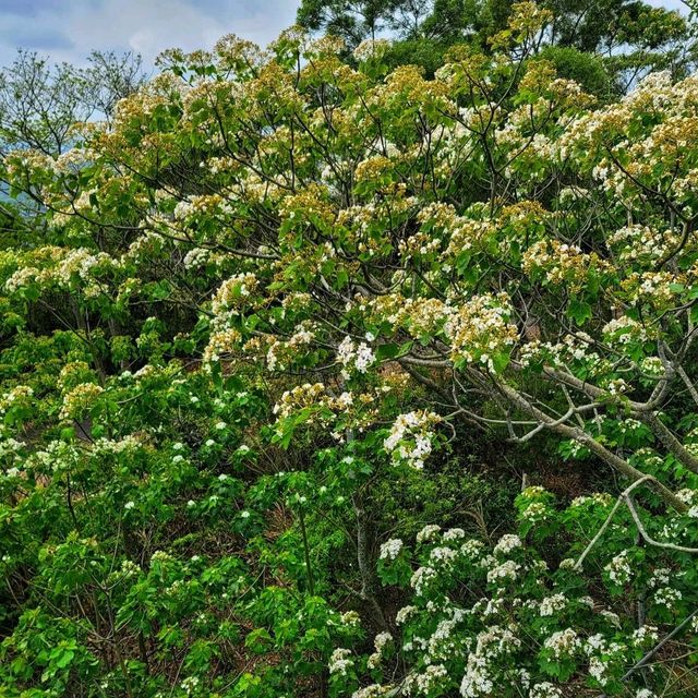 【苗栗】九華山梧桐花盛開，適合觀賞和拍照