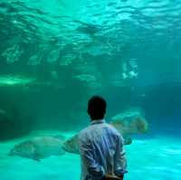 ทัวร์โลกใต้น้ำกับอควาเรียมบางแสนกันครับ 🪼🐠🦈