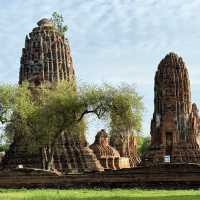 Divine Encounter: The Sacred Buddha Head Entwined in Banyan Roots