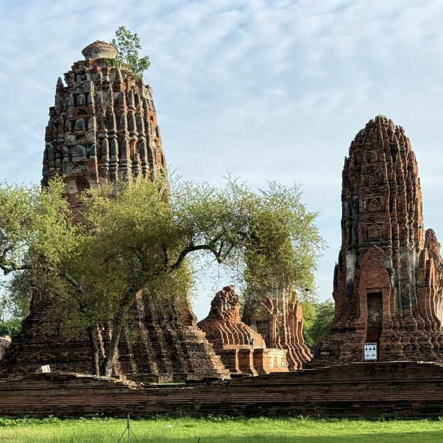 Divine Encounter: The Sacred Buddha Head Entwined in Banyan Roots