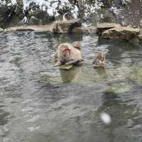Jigokudani (Snow) Monkey Park ดูน้องลิงแช่ออนเซ็น🐵