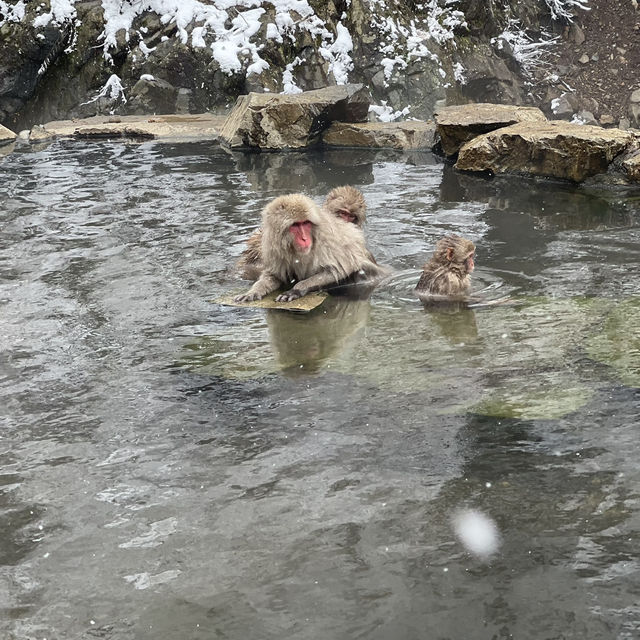 Jigokudani (Snow) Monkey Park ดูน้องลิงแช่ออนเซ็น🐵