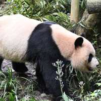 Panda Valley, Dujiangyan: An Enchanting Encounter with Black and White Giants