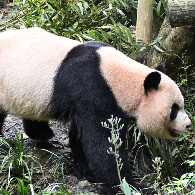 Panda Valley, Dujiangyan: An Enchanting Encounter with Black and White Giants