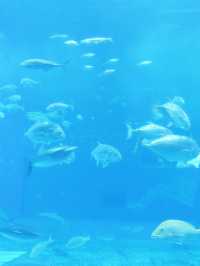 【沖繩水族館】親子遊好去處！近距離觀賞鯨鯊