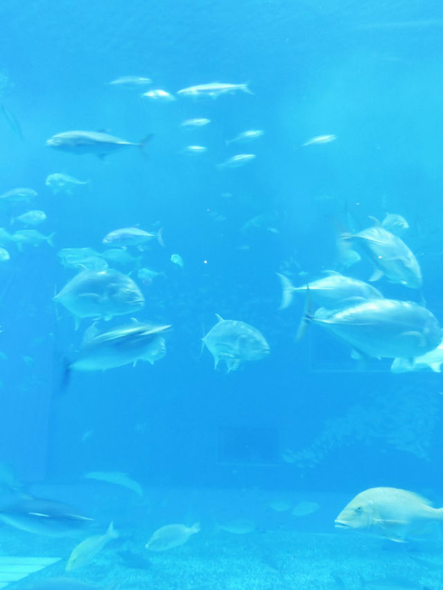 【沖繩水族館】親子遊好去處！近距離觀賞鯨鯊
