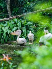《動物園》【新加坡動物園】：設有夜間探索動物