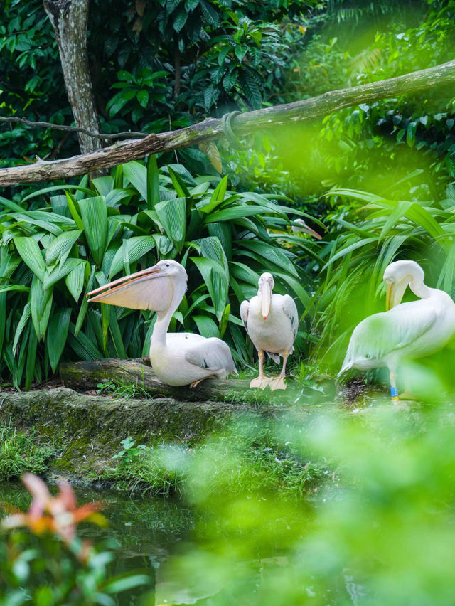 《動物園》【新加坡動物園】：設有夜間探索動物