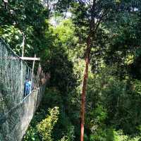 🇲🇾 Venture into Malaysia’s Ancient Taman Negara Forest