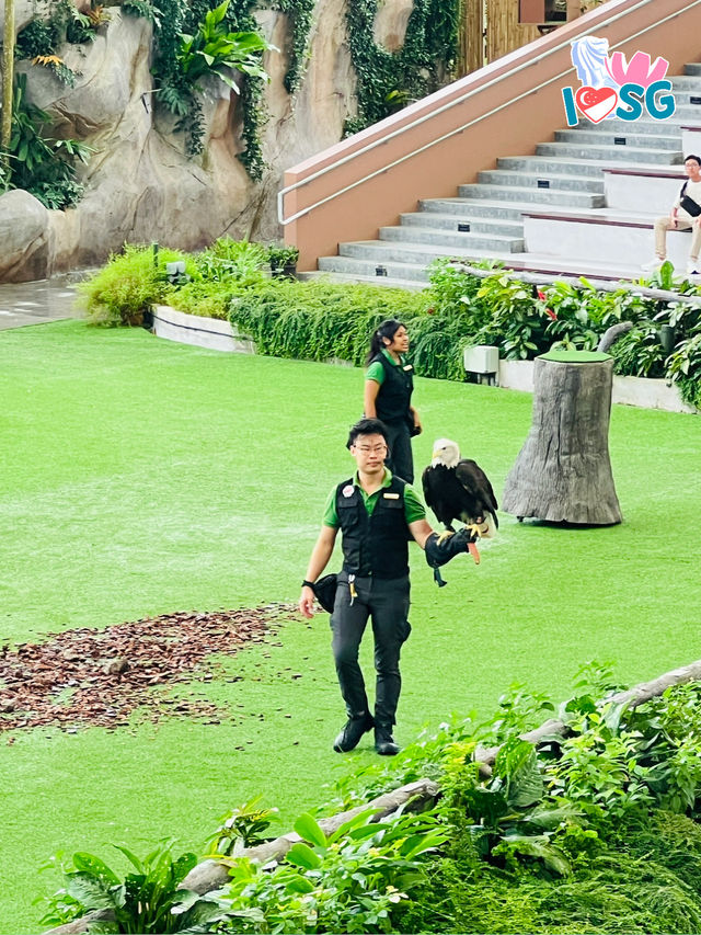 🇸🇬 Predators of the Wings