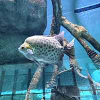ケアンズ水族館