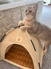😻🔖중구 명동 사랑과 빛이 가득한 고양이 카페, 루프캣미