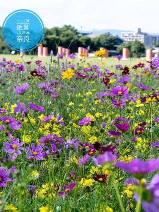 The largest spot in the Kansai region where you can see 3 million cosmos flowers of 6 different kinds blooming for free. When is the best time to see them?