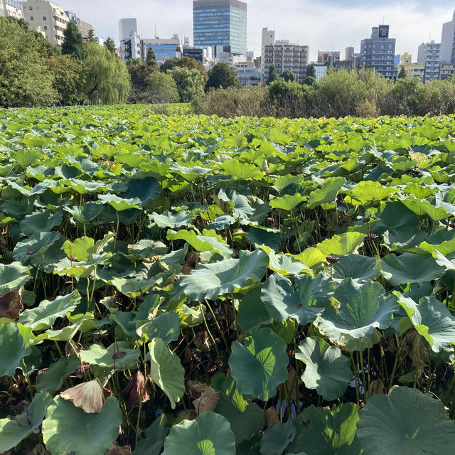 推薦荷花盛放的上野公園必遊景點｜不忍池