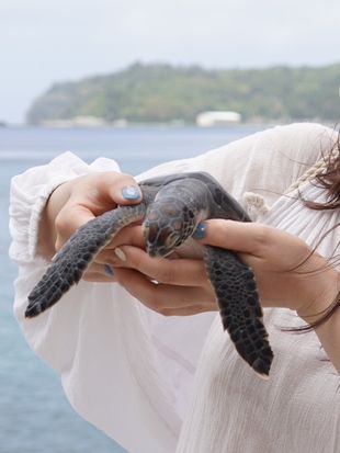 小笠原諸島｜かわいいウミガメと触れ合える場所