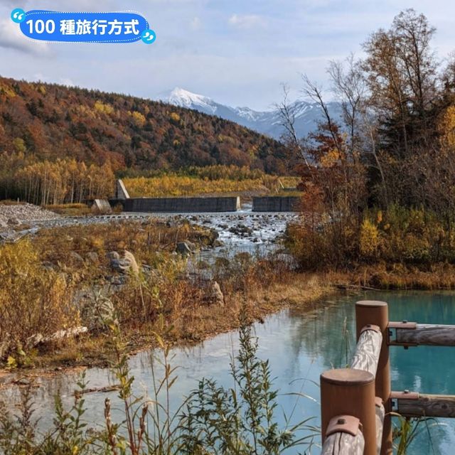 美瑛白金青池，秋天金黃碧青的蕭瑟之景