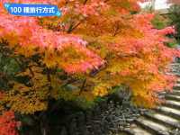 日本三景-宮島的漫山楓紅與海上鳥居