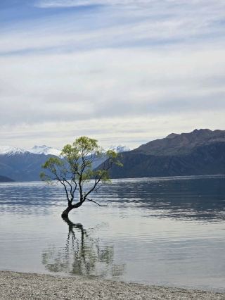 紐西蘭Wanaka孤獨的樹並不孤獨