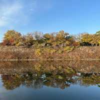 🍂銀杏黃葉輕輕落 🏯秋風吹拂大阪城 