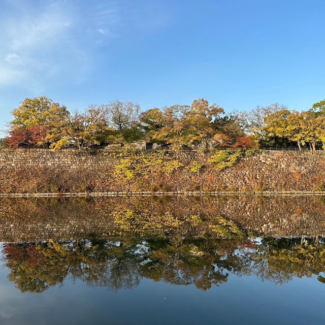 🍂銀杏黃葉輕輕落 🏯秋風吹拂大阪城 