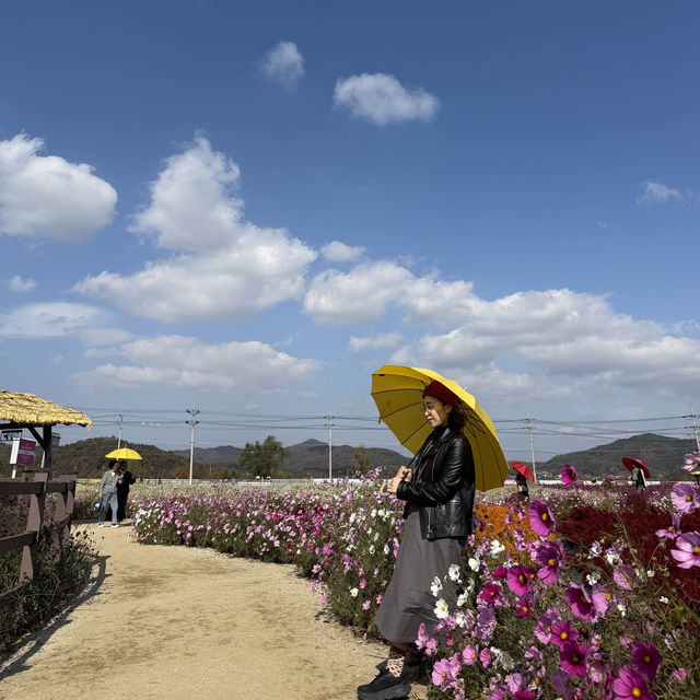 [강원도] 고석정 꽃밭에서 꽃향 가득🌸