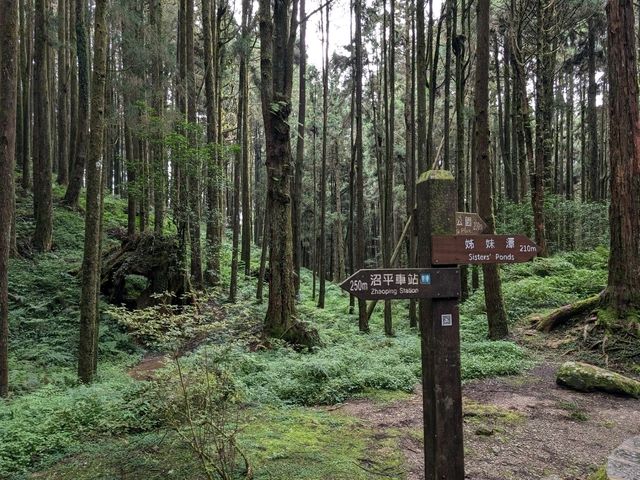 Alishan's Dawn to Dusk Magic