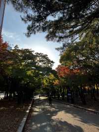 서울 단풍, 은행나무 명소, 산책 코스 ’여의도공원‘ 