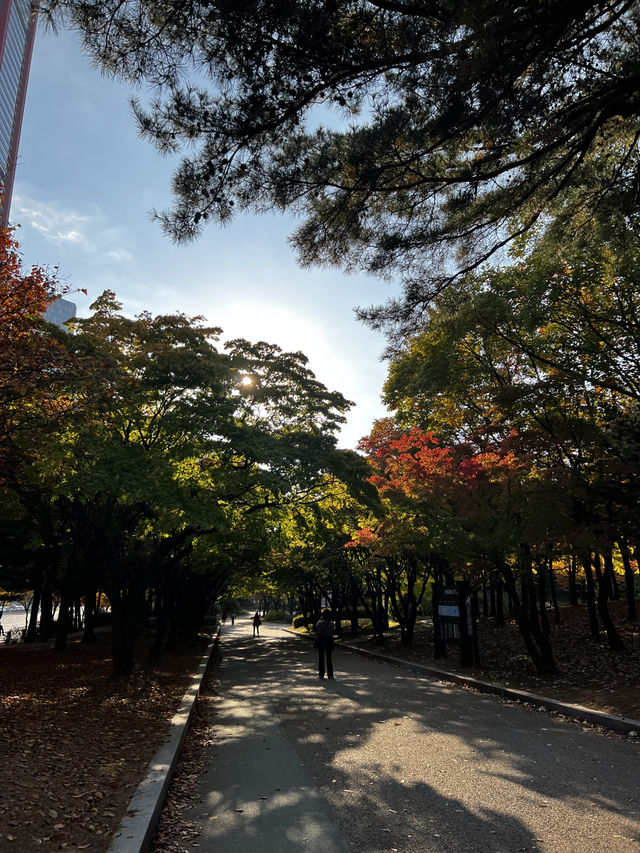 서울 단풍, 은행나무 명소, 산책 코스 ’여의도공원‘ 