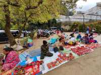 ธรรมชาติงดงาม ในหุบเขาสลับซับซ้อน บนยอดดอยอ่างขาง