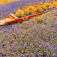 MESMERISING VIEW OF 73 VARIETIES OF TULIPS.