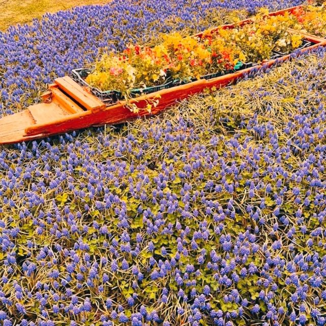MESMERISING VIEW OF 73 VARIETIES OF TULIPS.