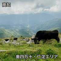 【高知】奥四万十・仁淀川エリアの1日観光プラン🚗