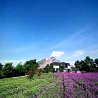 Purple Paradise: Discover the Tranquil Beauty of Lavender Farm Berastagi